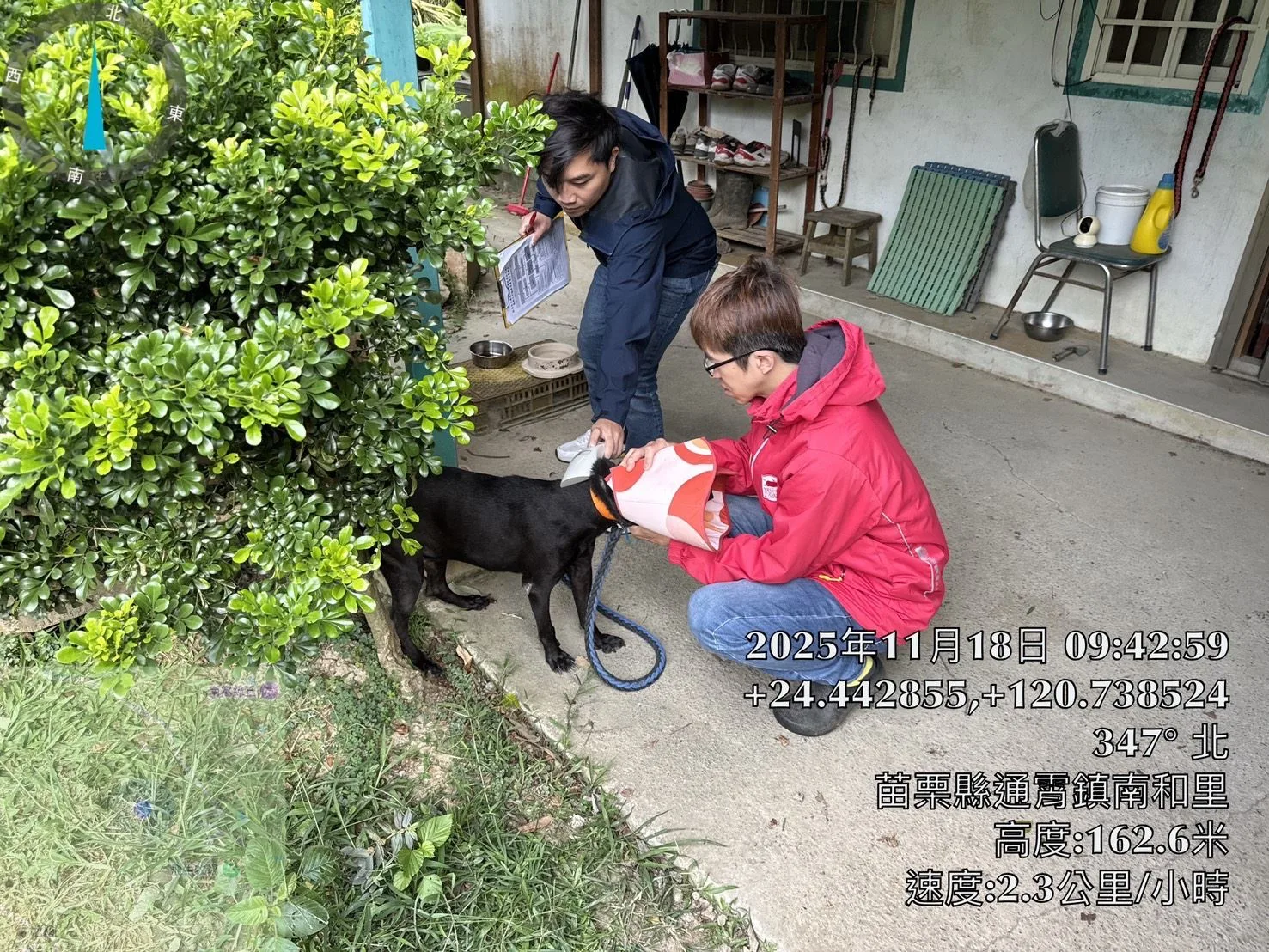 苗栗縣通霄鎮出現「首例」檢出「鼬獾」狂犬病陽性案例，接觸陽性鼬獾犬隻，由專人親送獸醫研究所。