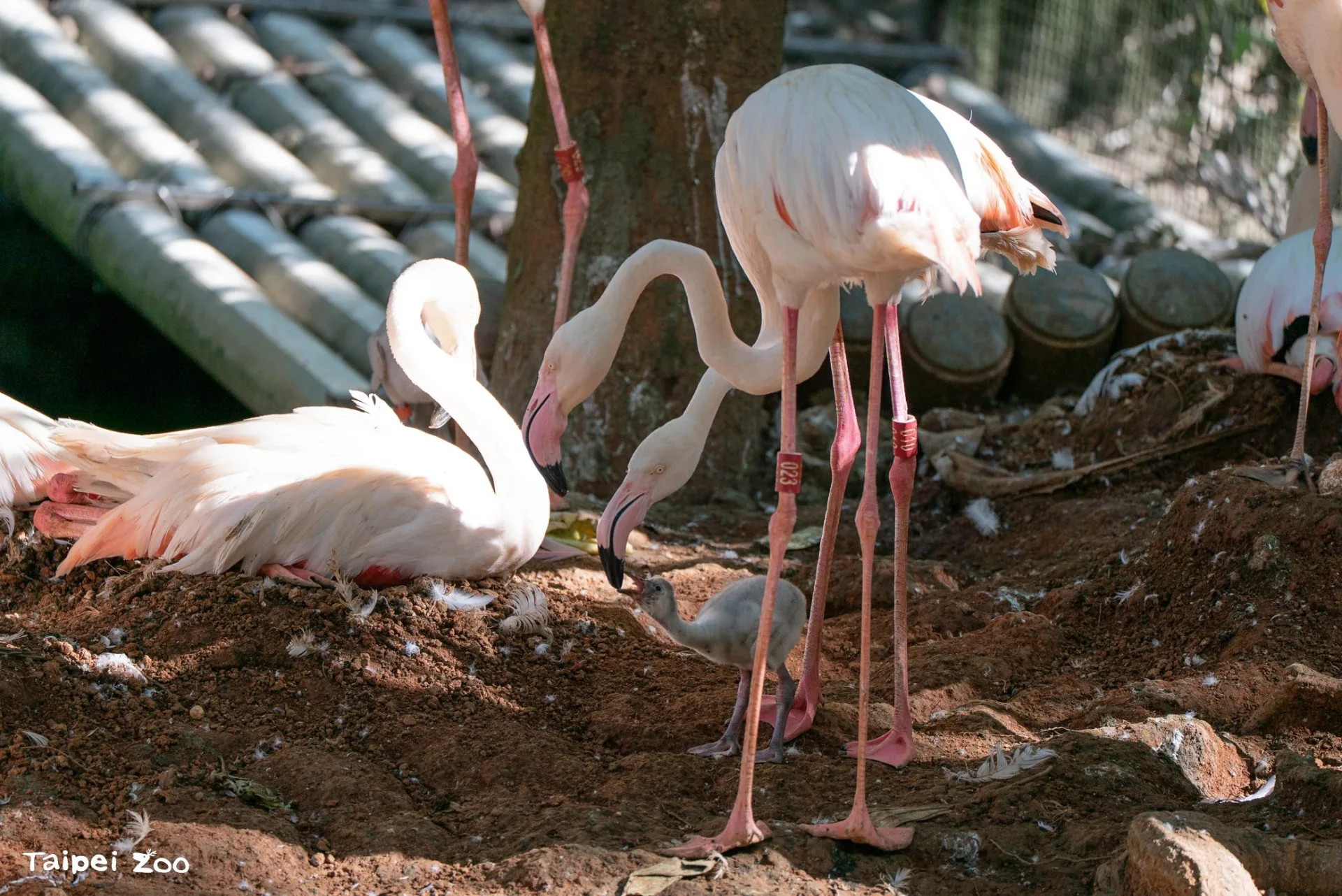 大紅鶴親鳥「哺乳」。北市動物園提供