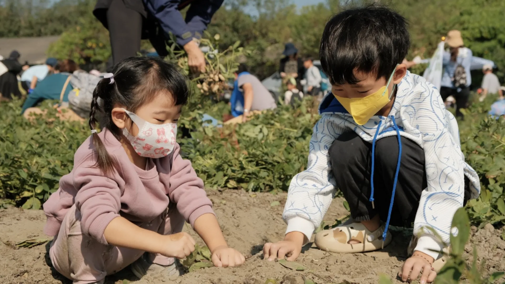 孩子們親身體驗挷地豆（bangˇ ti teu，詔安腔，拔花生），認識土地、感受貓兒干村的魅力。貓兒干村鄉下野生活 提供
