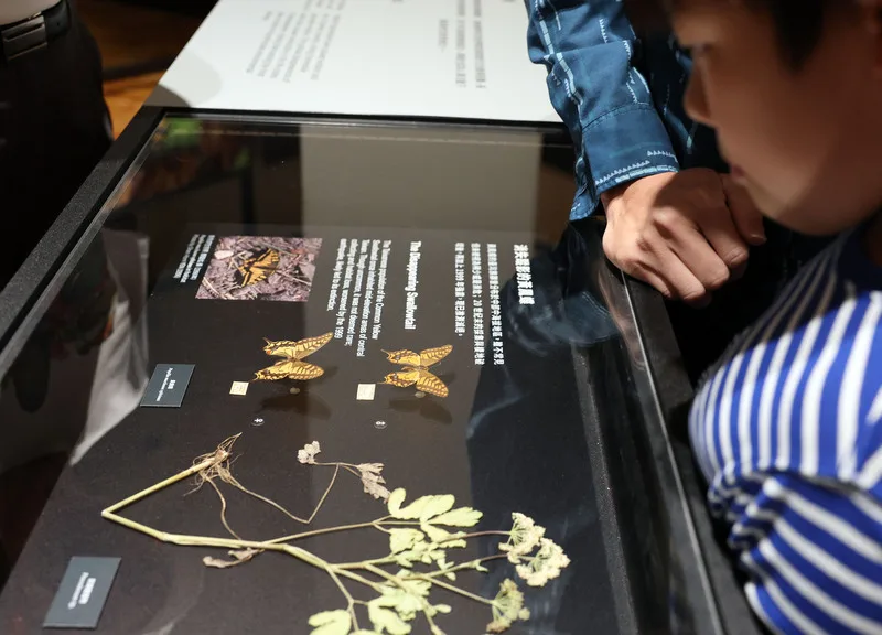 「島嶼飛行-台灣蝶蛾生存記」特展集結近300件蝶蛾標本,目前推測滅絕的黃鳳蝶台灣亞種也在其中展出。中央社