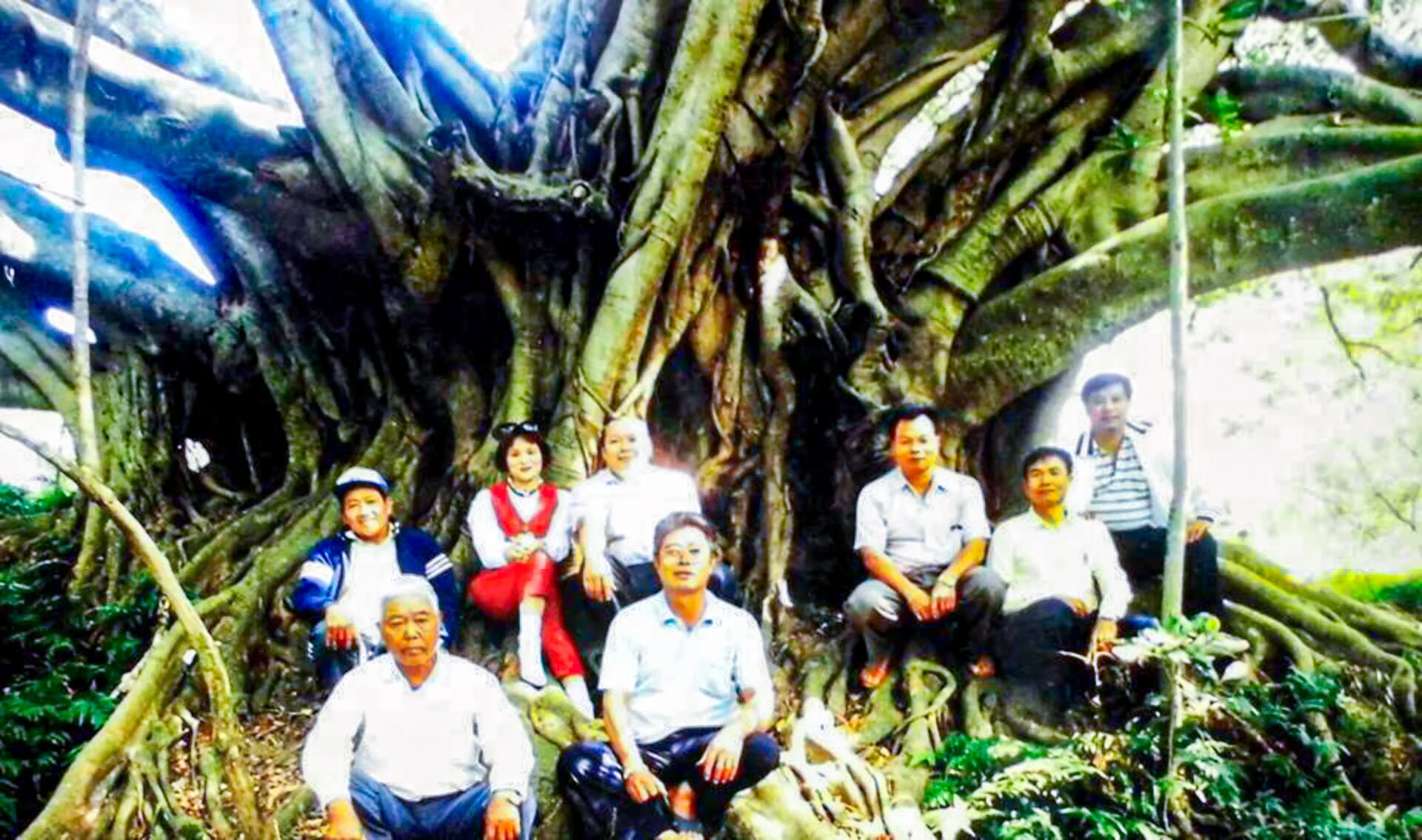 寶山鄉曾有一棵需十人才合抱的巨榕,卻在一次颱風中被連根拔起,自此寶山再無真正的大樹。陳權欣攝