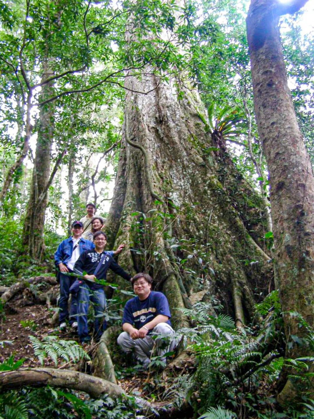 新竹縣太祖山鵝公髻山上的赤柯神木,赤柯也是青剛櫟,它的種子是台灣黑熊最喜歡的食物。陳權欣攝