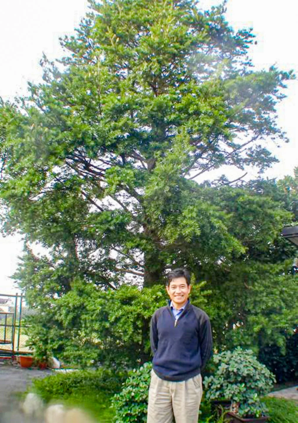 帝王薑母鴨目前由田正祿接管,他延續兄長遺志,發願用一生守護這棵油杉。「只要油杉還在,我哥哥的精神就永遠在。」他這樣說。陳權欣攝