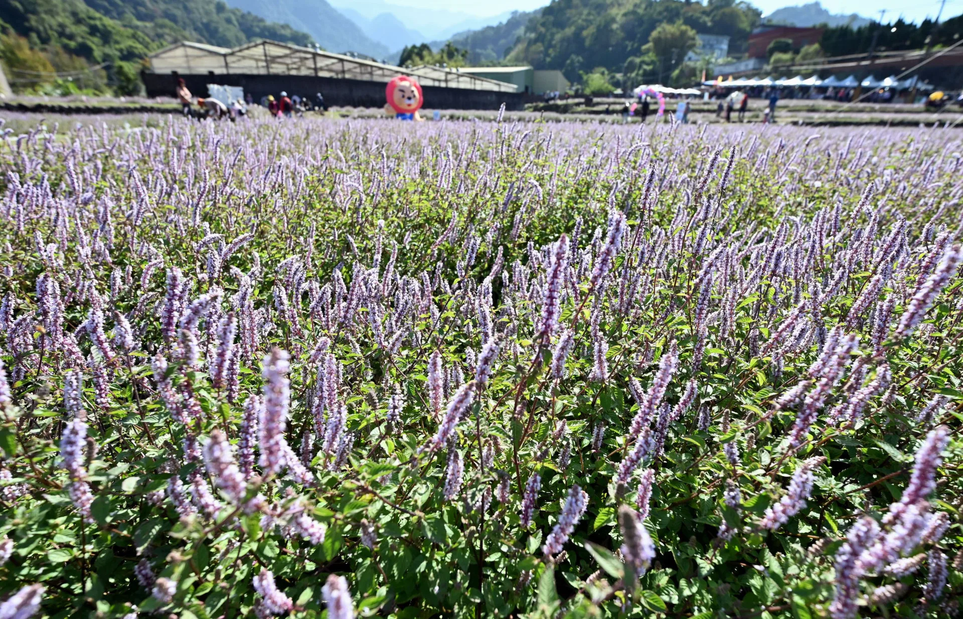 苗栗獅潭仙草花節,浪漫紫色仙草花海,活動將持續到12月14日。