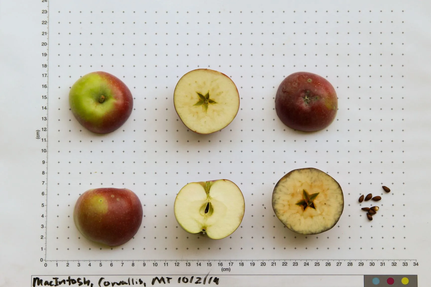 在美加邊界盛產的的麥金塔蘋果。Western Agricultural Research Center
