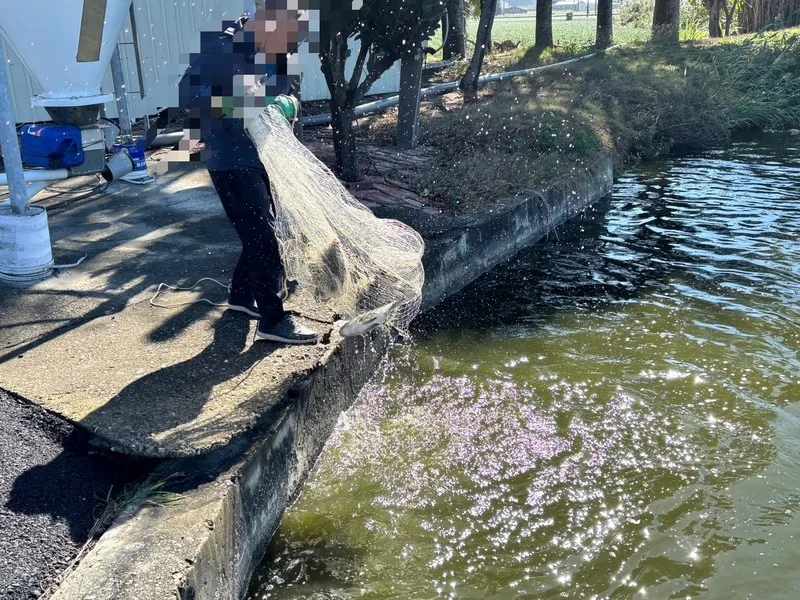 全聯高雄門市的鯛魚排動物用藥超標，該產品來自雲林縣某合作社，雲林縣相關局處1日派員到養殖池抽驗。雲林縣政府提供（中央社）