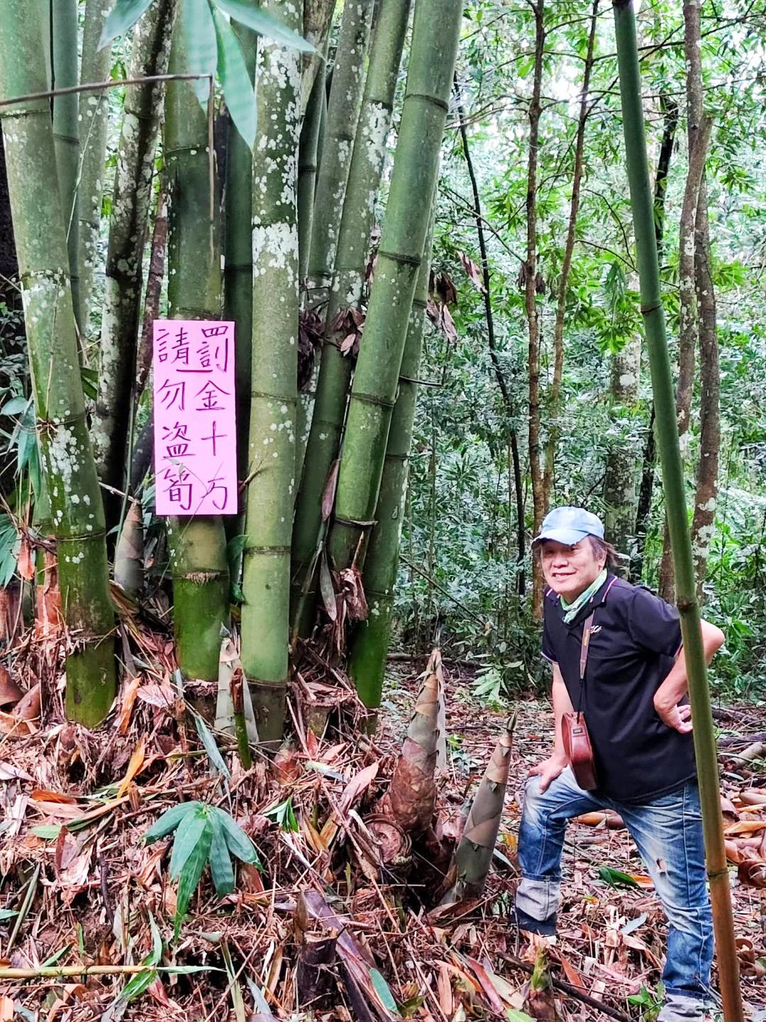 麻竹筍巨大、產量大、耐煮，帶些苦味，卻是早年農村缺糧時期的「救命筍」。它不貴，但日月潭周邊農戶，卻貼出偷採竹筍要罰十萬元的告示，十分有趣。陳權欣攝