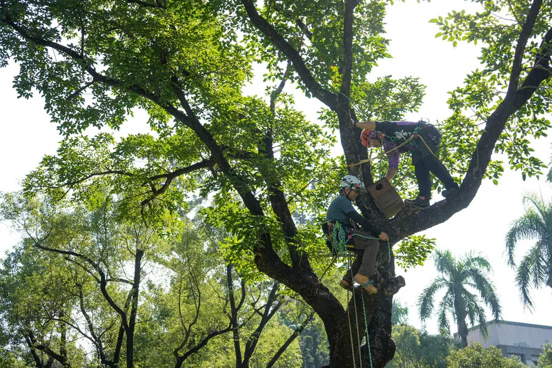 屏科大攀樹社教練及學生9日支援屏東大學自然生態觀察社，在屏大屏商校區挑選出的3棵樹木上架設巢箱，盼吸引鳥類繁殖。中央社