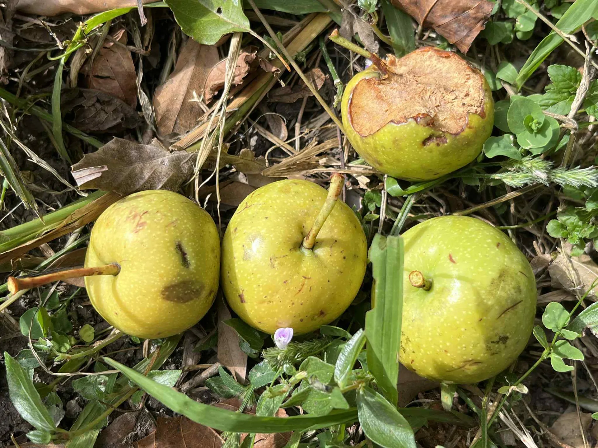台灣蘋果(學名Malus doumeri),又名山仙楂、海梨、台灣林檎,為薔薇科蘋果屬下的一個種,植物觀察者許龍麟在大漢山林道拍攝。許龍麟攝