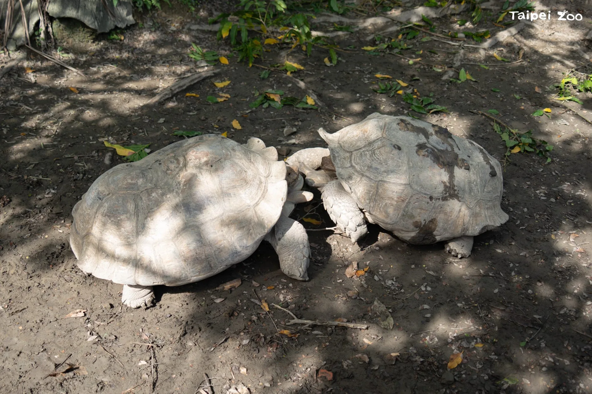 蘇卡達象龜之間發生打鬥通常是因為繁殖季節爭奪地盤，在動物園內的蘇卡達象龜較容易發生爭鬥行為的時間大約是落在五到七月之間，天氣正暖的時候。臺北市立動物園提供