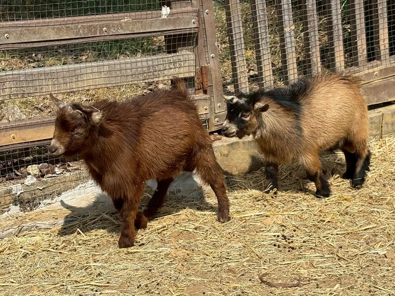 壽山動物園歲末迎新　鵜鶘等多種動物報到