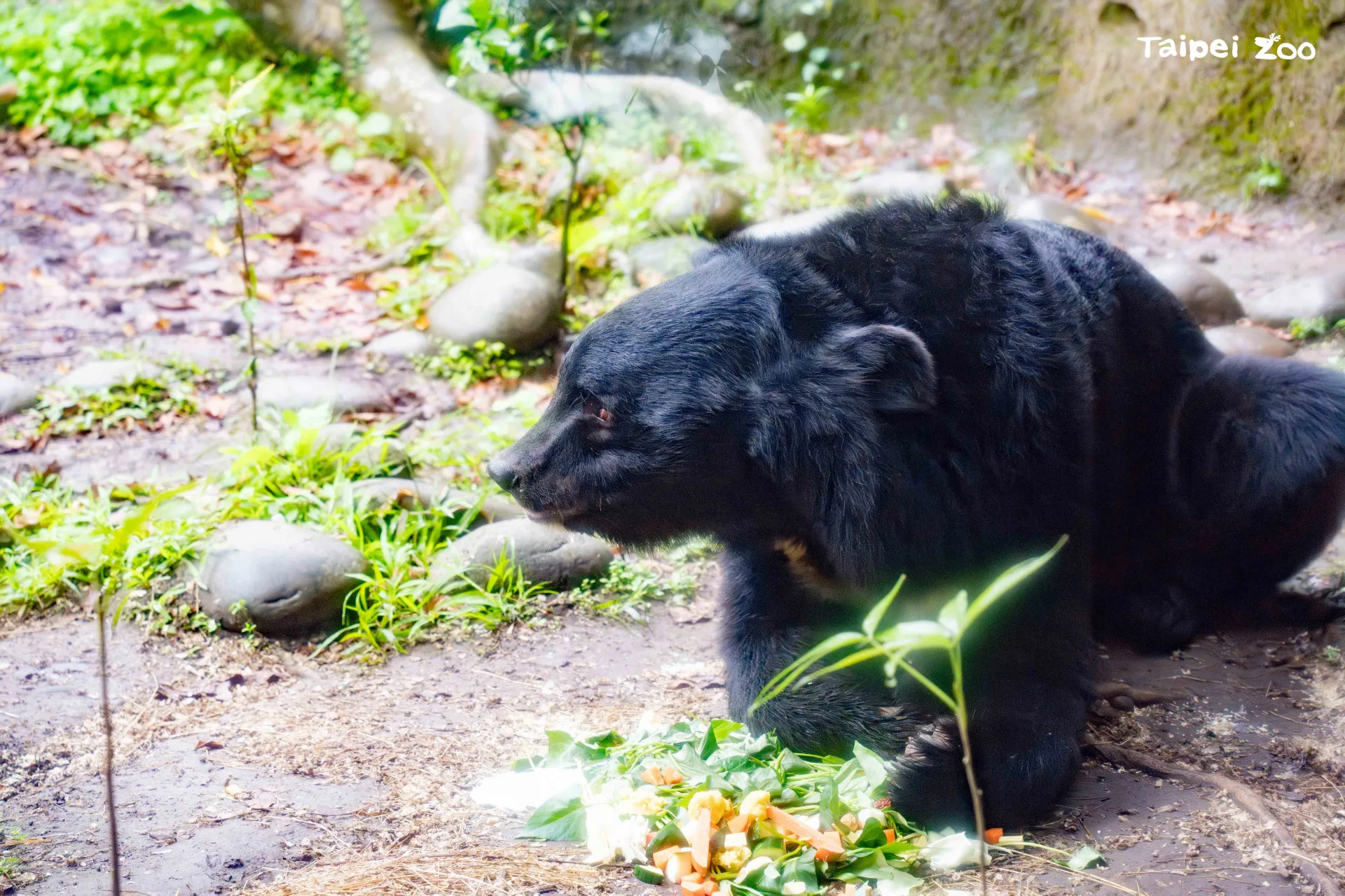 動物園希望透過黑熊「黑糖」的生日活動，提升社會對人熊共存與野生動物保育的認識。北市動物園提供