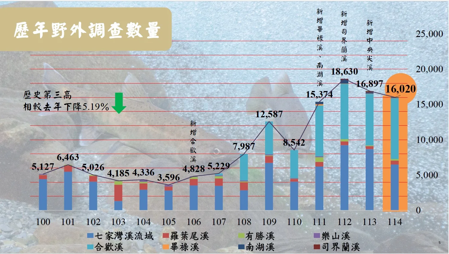 櫻花鉤吻鮭近年族群穩定成長,保育成果佳。雪霸國家公園提供