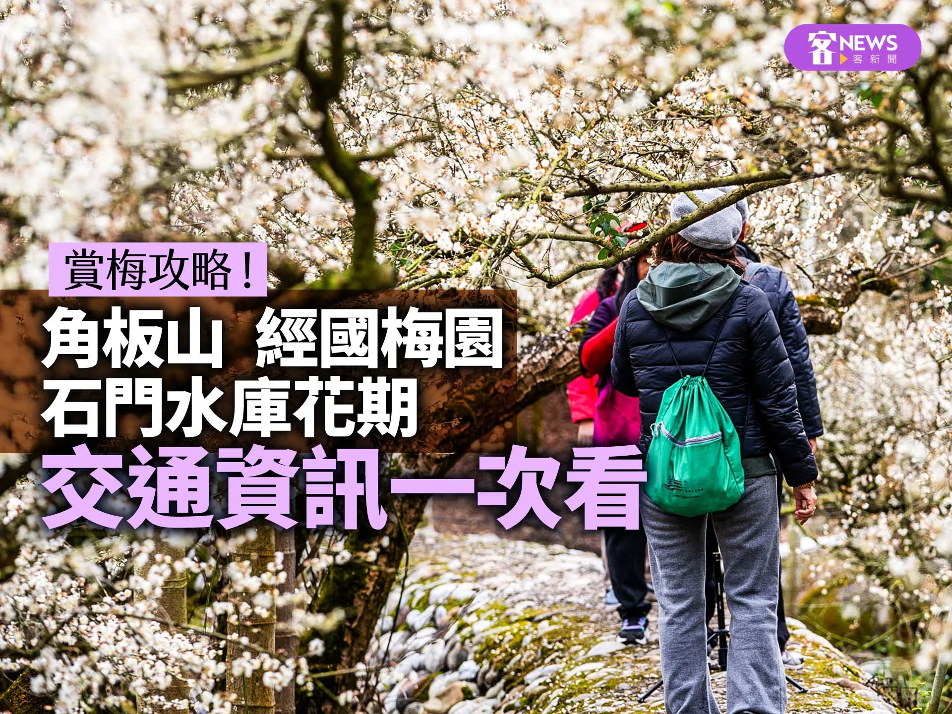 賞梅攻略！角板山、經國梅園、石門水庫花期、交通資訊一次看