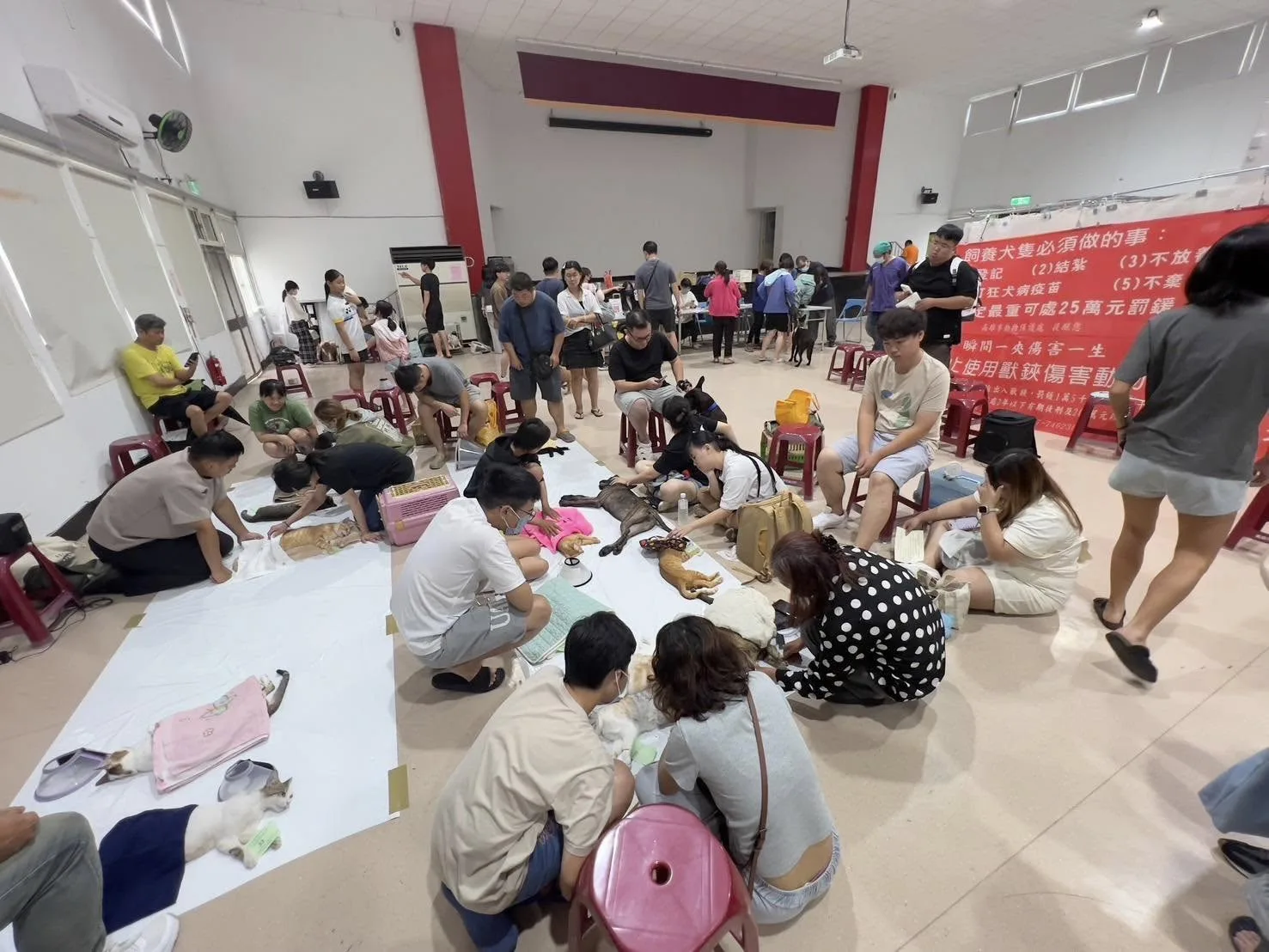高雄市動保處統計，去（2025）年合計補助8412隻犬貓完成絕育手術。翻攝自高雄市動保處 臉書