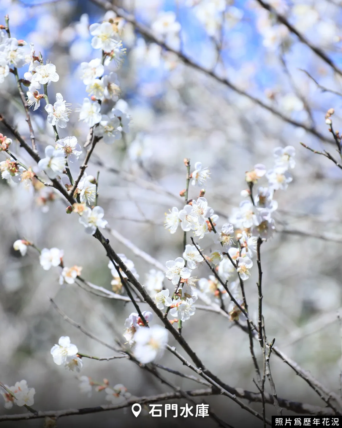位於大溪的石門水庫槭林公園，則能一次蒐集梅花、楓葉與落羽松三種季節限定美景。翻攝自 樂遊桃園臉書