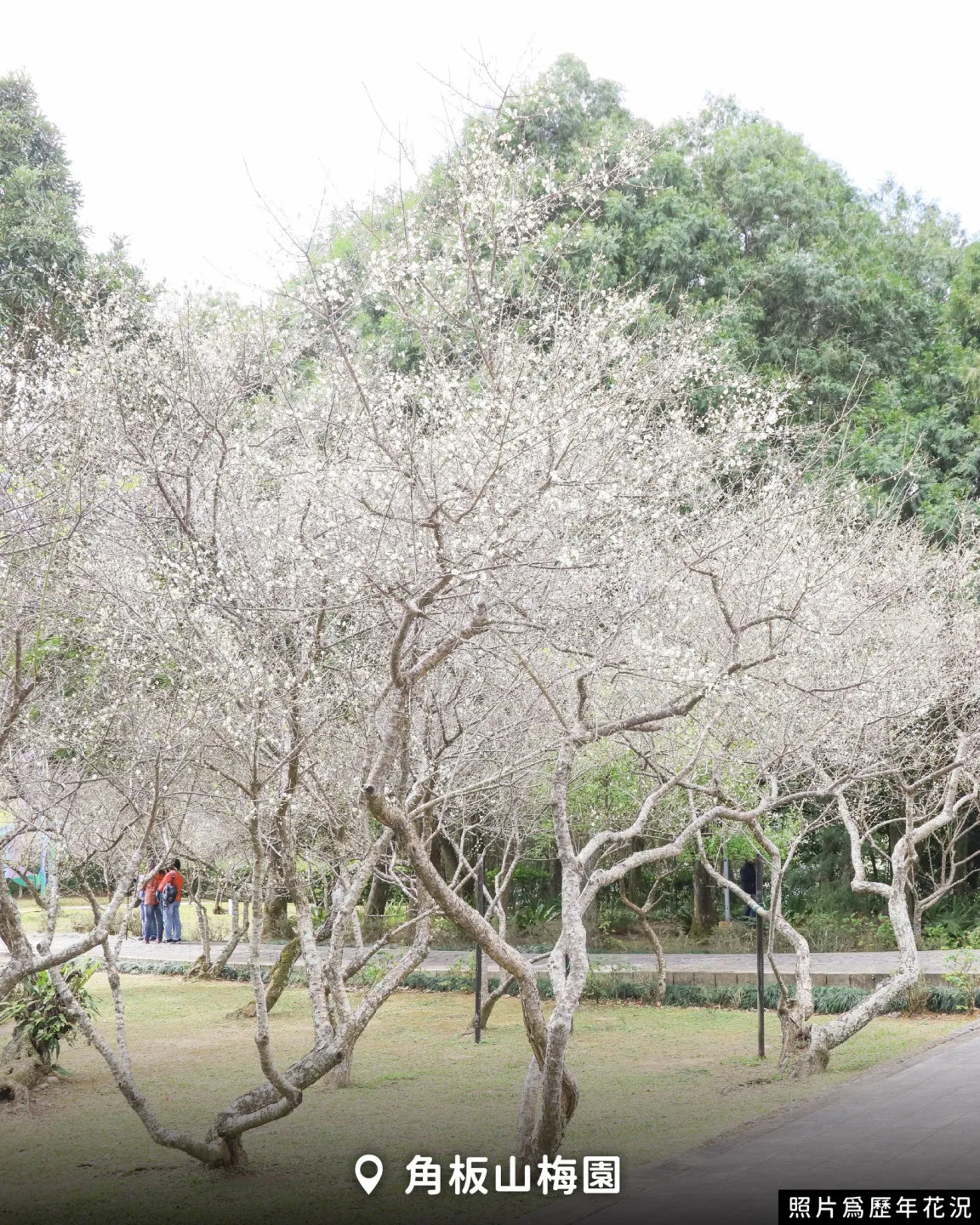 角板山公園是北台灣規模最大的梅園，園區種植將近300棵梅樹。翻攝自 樂遊桃園臉書