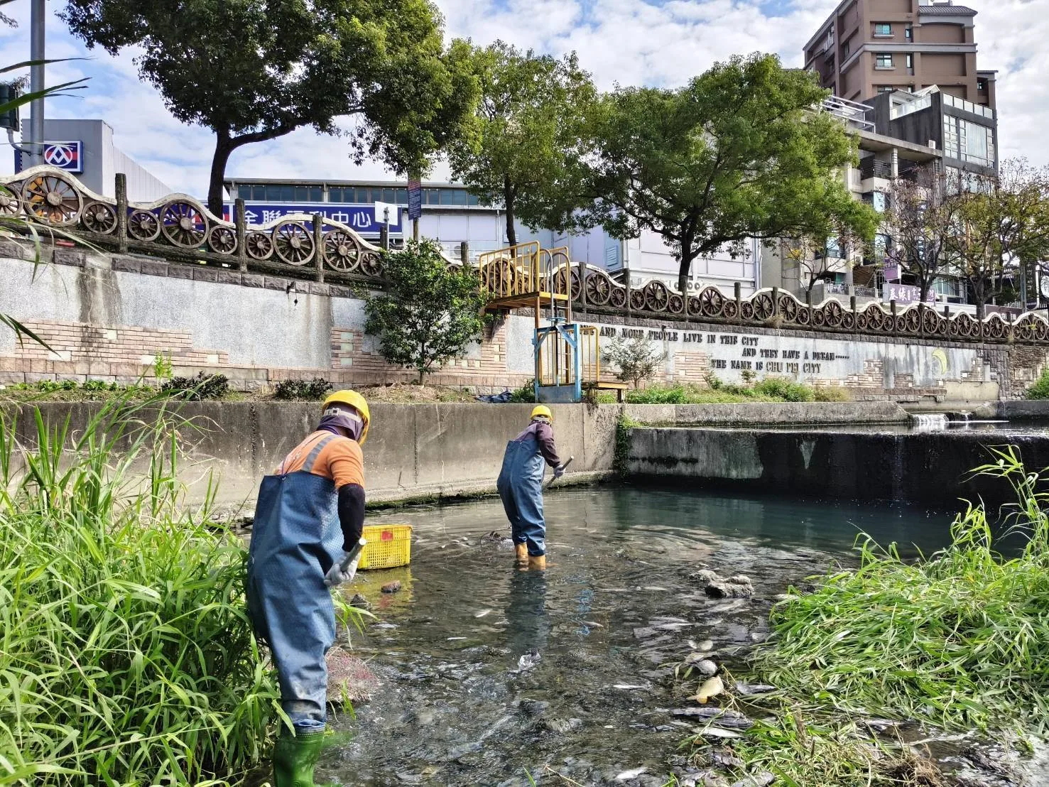 新竹縣政府工務處獲報立即請廠商清理豆子埔溪魚屍，維護水環境。新竹縣政府提供