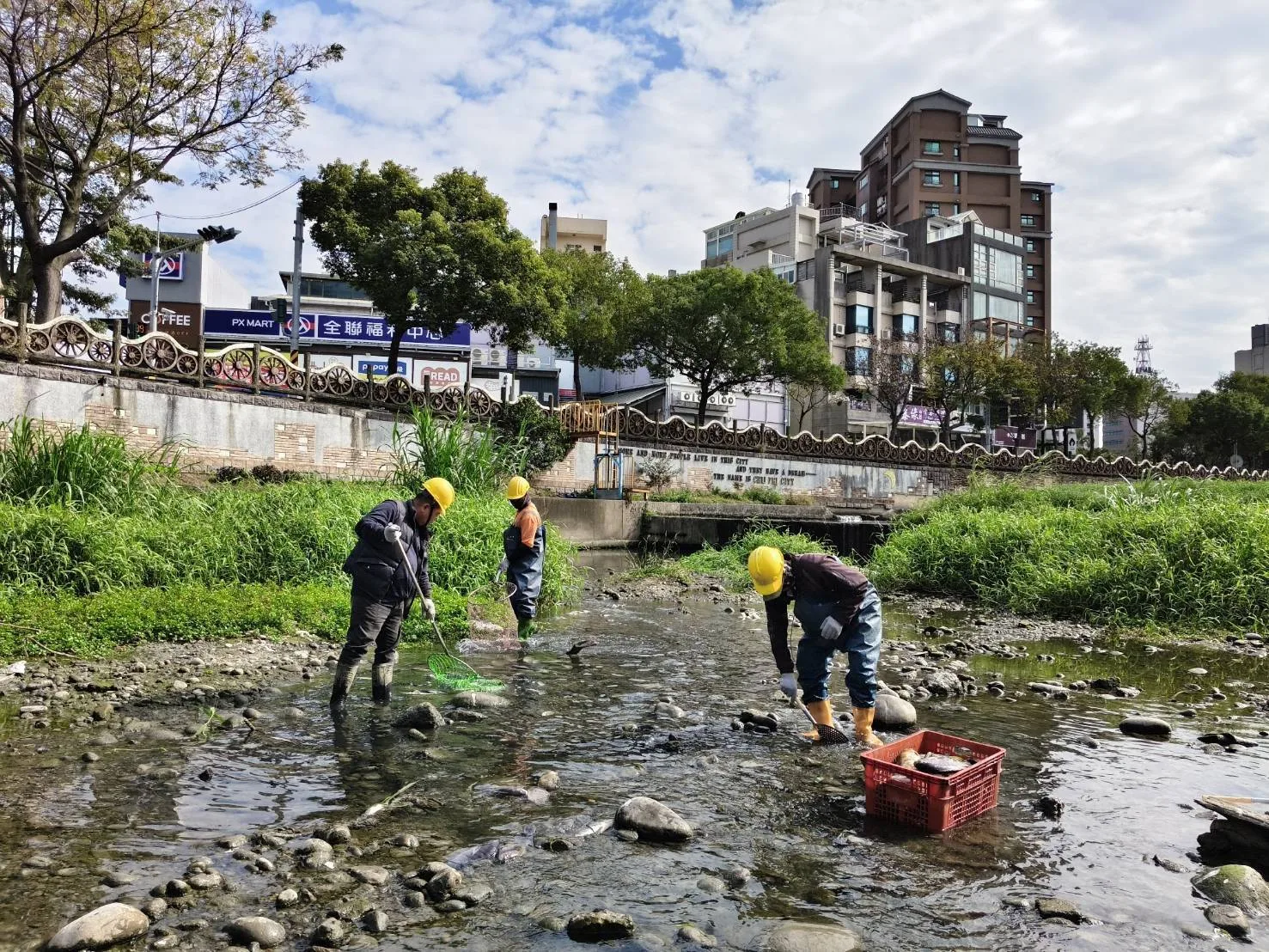 竹縣豆子埔溪枯水、低溫致魚群死亡　3水井全日挹注