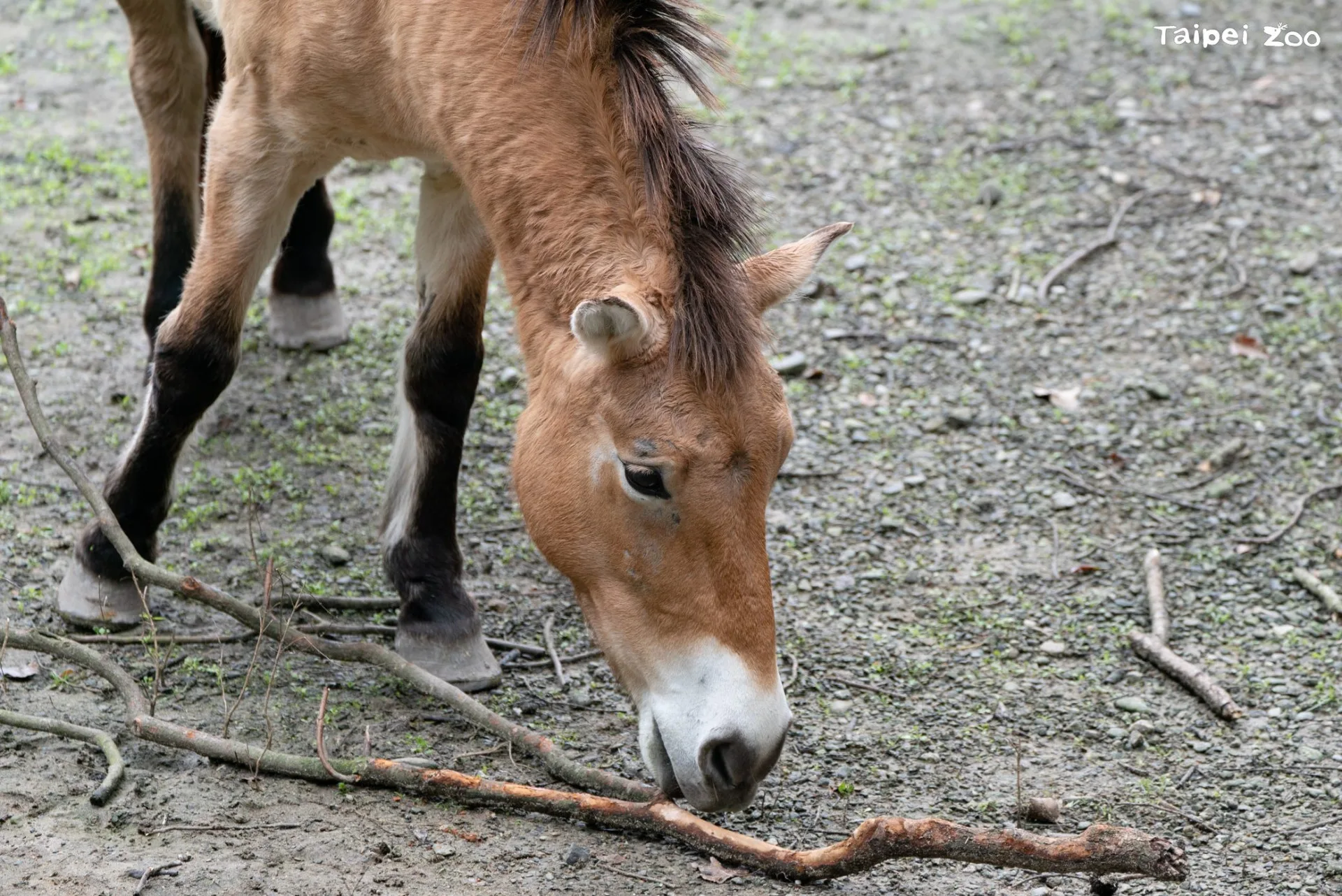 今(2026)年適逢農曆生肖馬年，動物園邀請大家在1至2月每週四上午11:00，於臺北市立動物園溫帶動物區蒙古野馬活動場前，一起來聆聽保母講古述說蒙古野馬的故事。臺北市立動物園提供