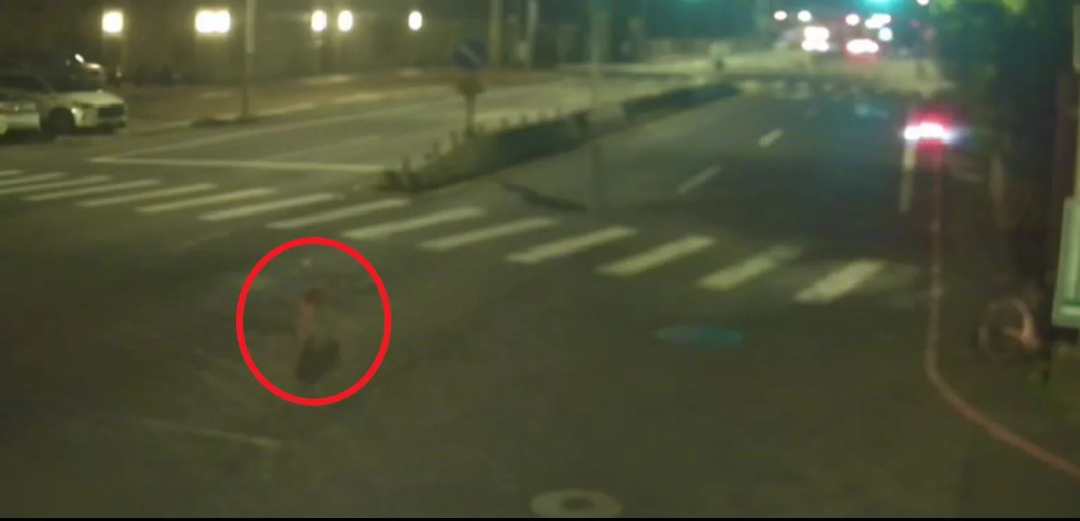 新北公車夜路輾斃遊蕩犬隻,駕駛逃逸移送法辦。新北動保處提供