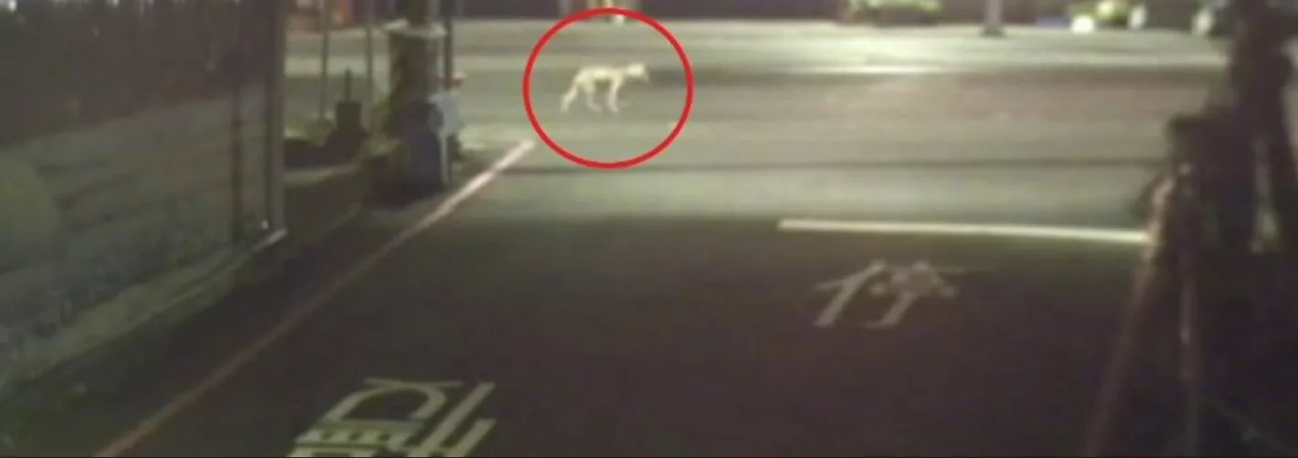 新北公車夜路輾斃遊蕩犬隻,駕駛逃逸移送法辦。新北動保處提供