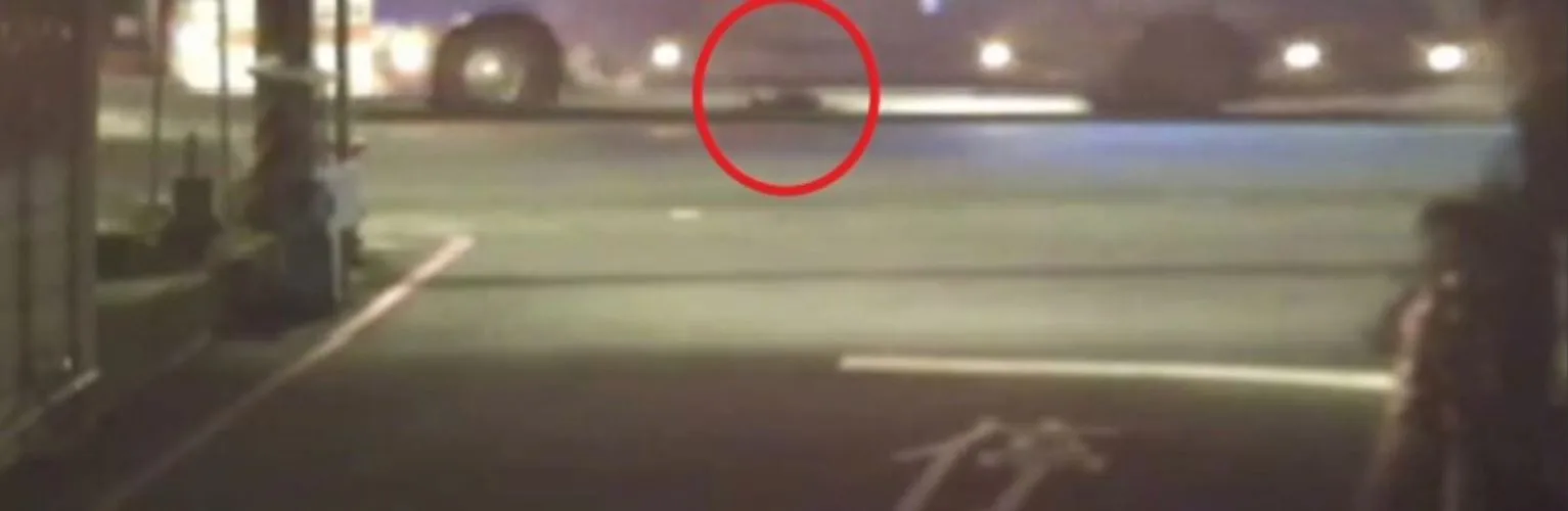新北公車夜路輾斃遊蕩犬隻,駕駛逃逸移送法辦。新北動保處提供