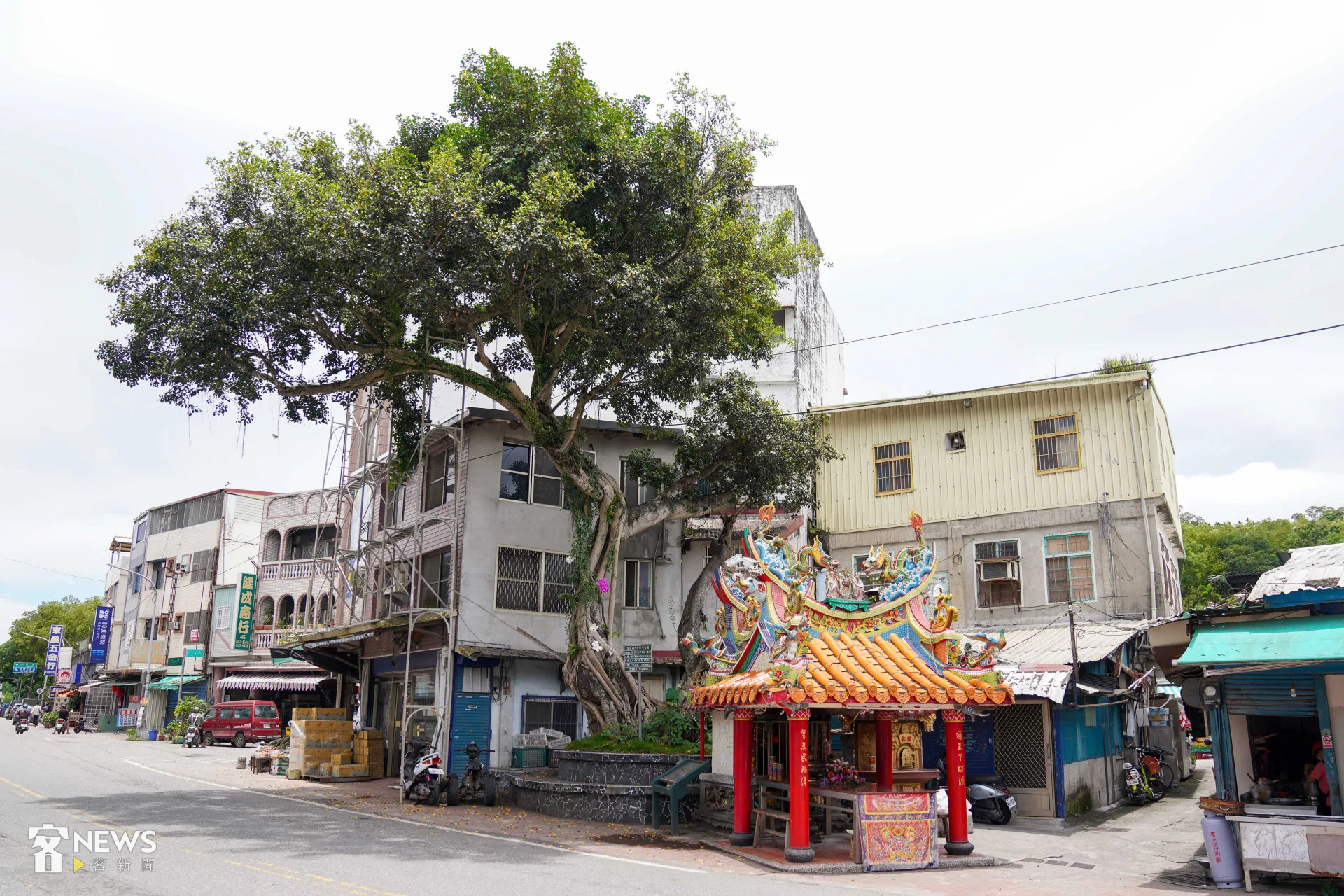 花蓮富里中山路與永安街路口的老榕樹,遭颱風康芮摧殘枯萎。圖為該樹2022年枝繁葉茂的樣貌。資料照,范修語攝