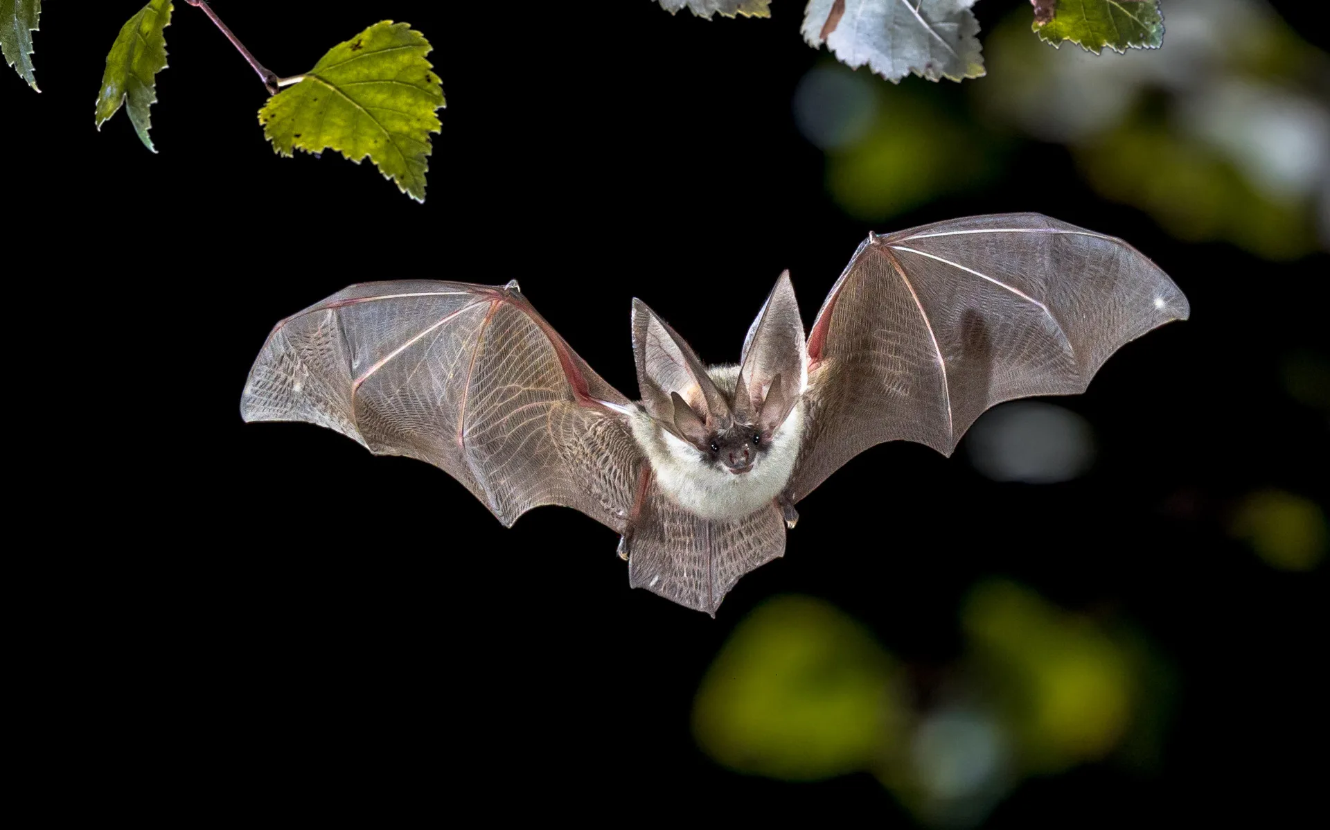 立百病毒（Nipah Virus, NiV）為副黏液病毒科（Paramyxoviridae），Henipavirus屬。其自然宿主為蝙蝠。資料圖源envato