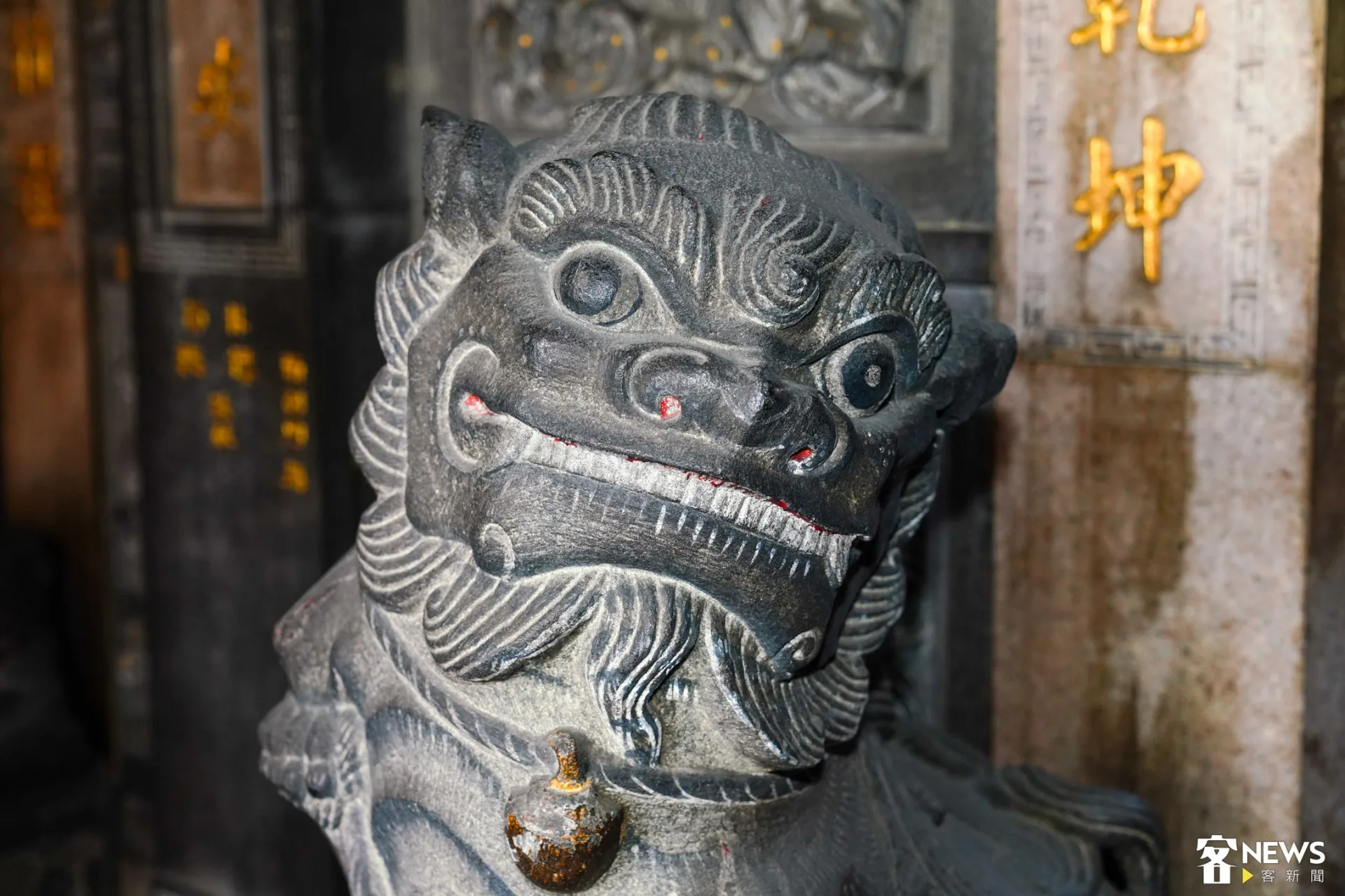母獅會閉上嘴巴。朱愷元攝