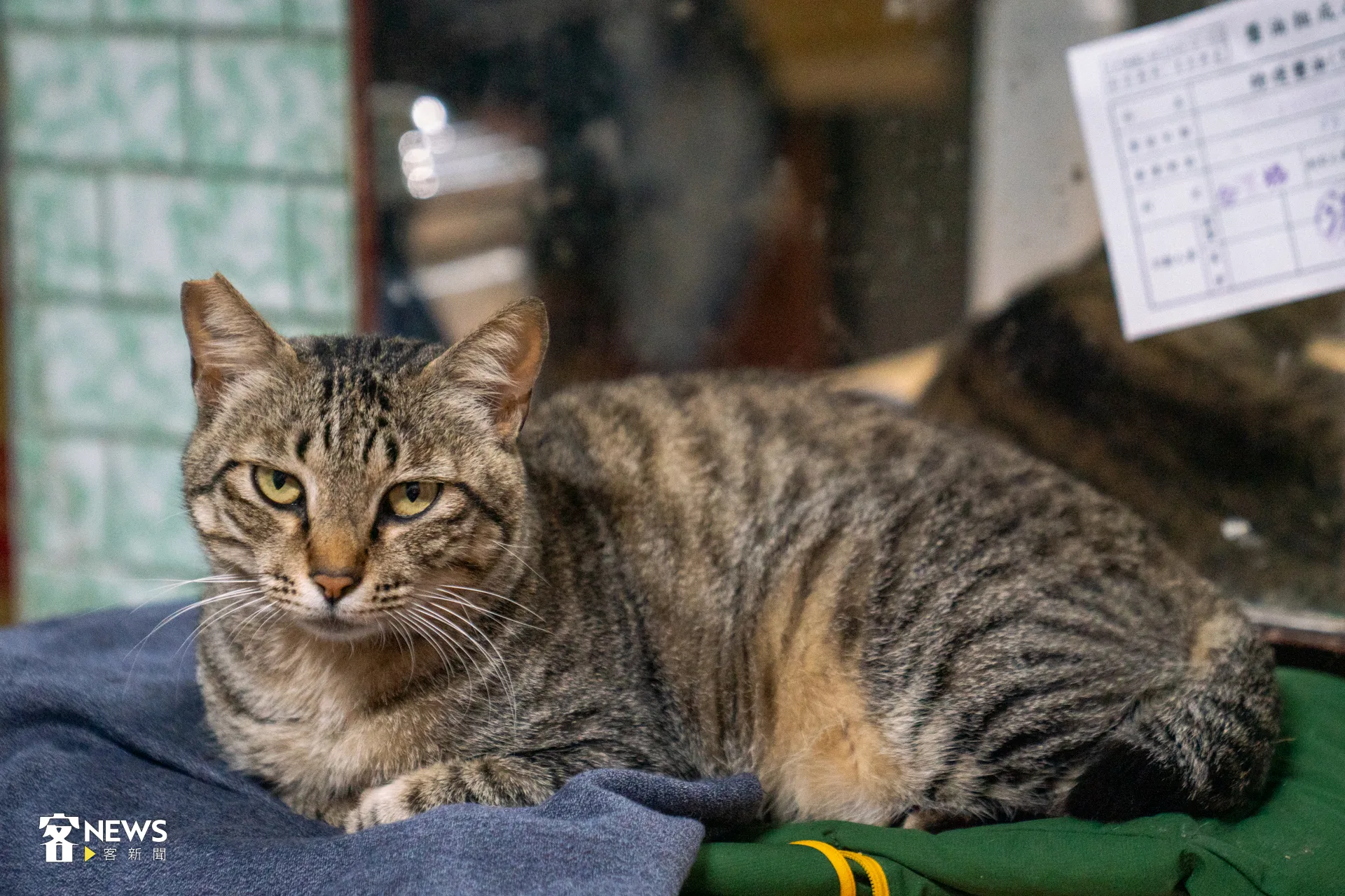 農業部今（24）天發布「動物運送通則性指引」新規，犬、貓不得使用紙箱裝載。洪藝晅攝