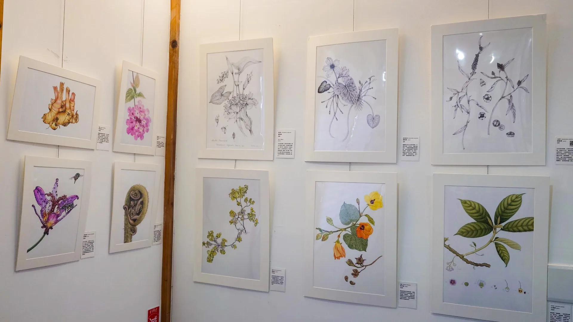 嘉義樹木園展出82幅植物畫　認識客家四寶五花