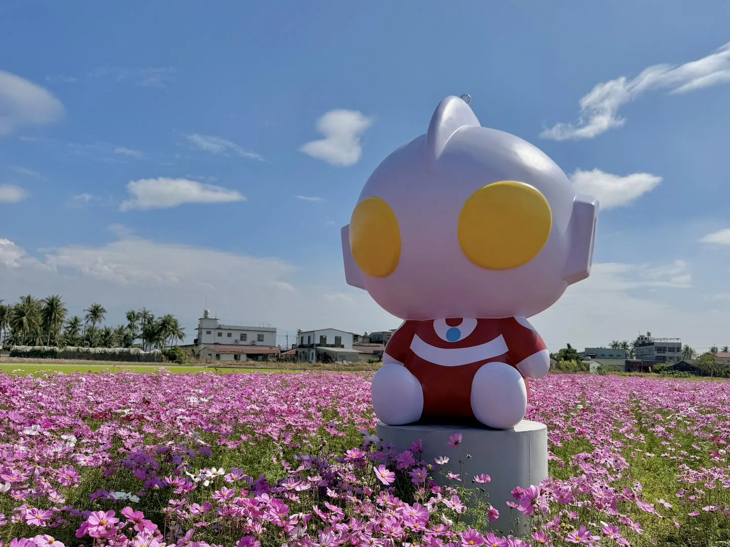 2026美濃花田，最佳賞花期為即日起到22日。美濃區公所提供