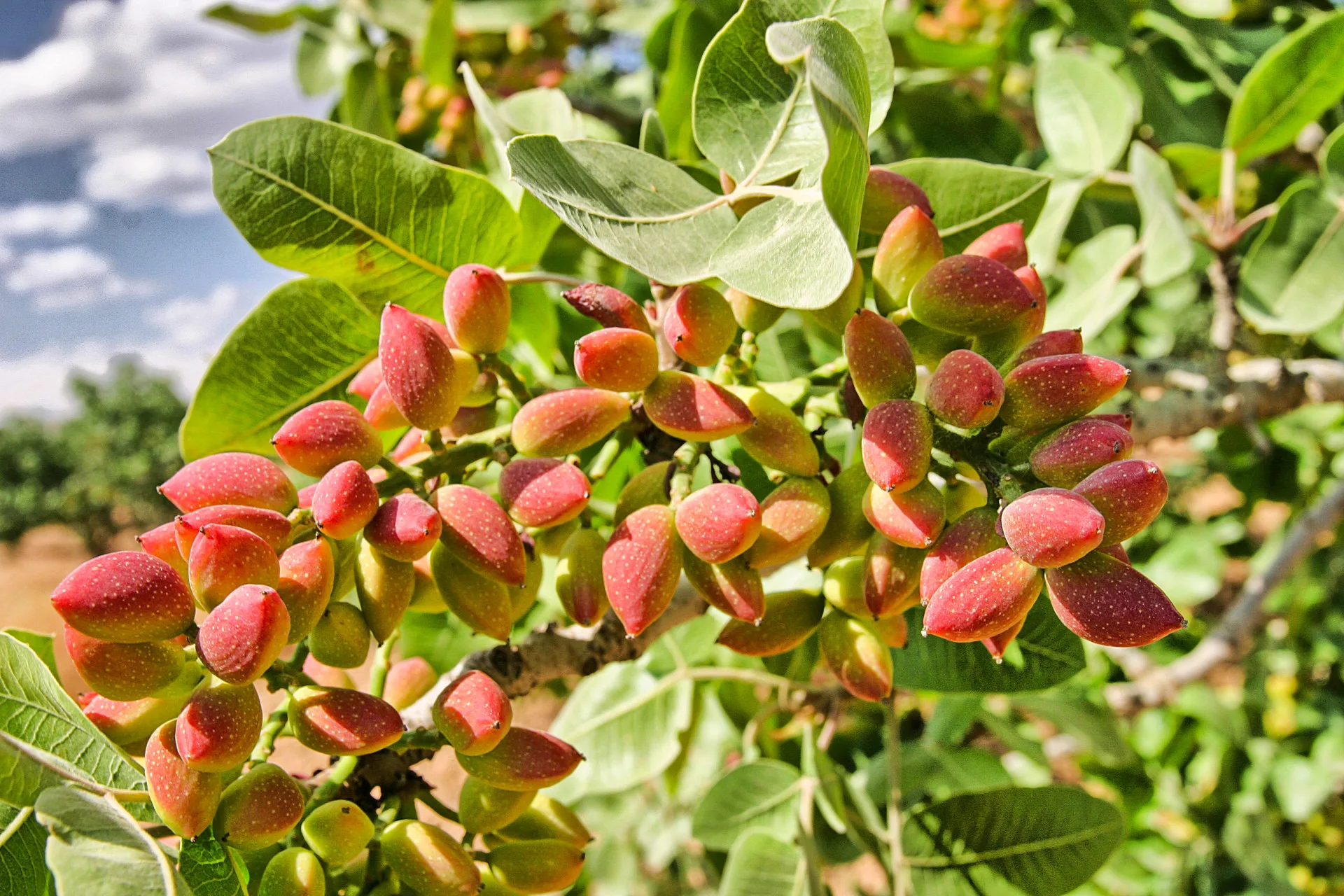 pistachio樹上的開心果。reklam43攝