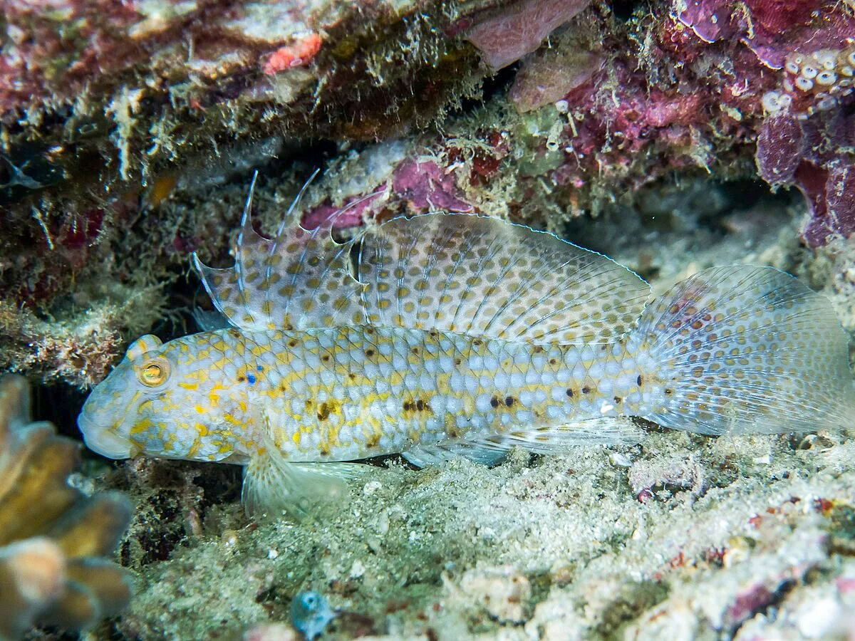 以明仁天皇命名之蝦虎魚，除分布於東亞水域外，亦於南太平洋島國瓦努阿圖（Vanuatu）發現特有種，顯示蝦虎魚在洄游、生態演化研究上的全球性價值。翻攝自國際魚類研究網站