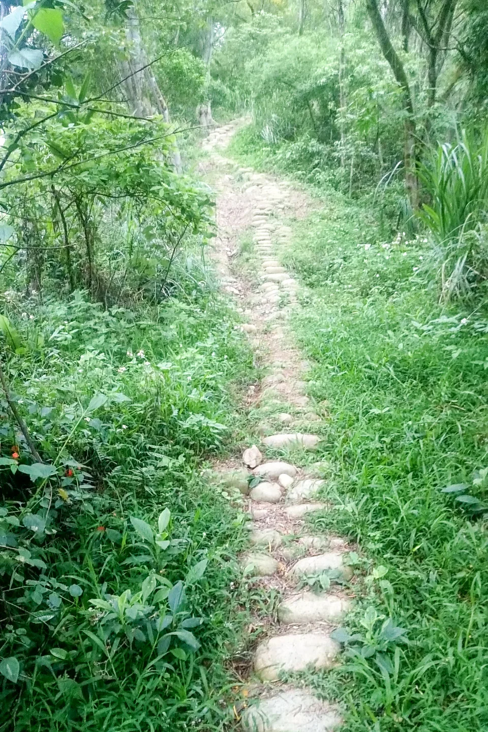 銅鑼與通霄山海相連，兩鄉鎮山區幾是客家人居住，早年公路未開闢前有挑鹽古道相通。何來美攝