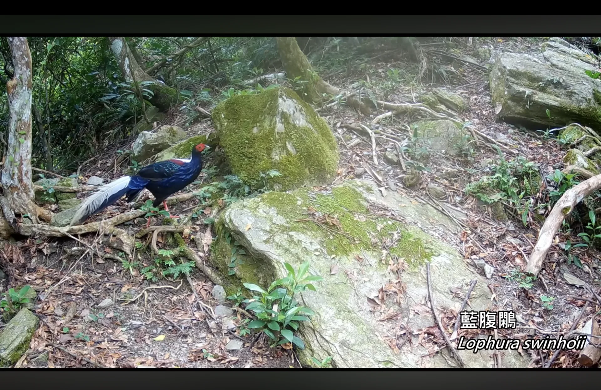 藍腹鷴別名藍鷴、山雞,為台灣特有種,第二級珍貴稀有保育類。翻攝自玉山國家公園 youtube