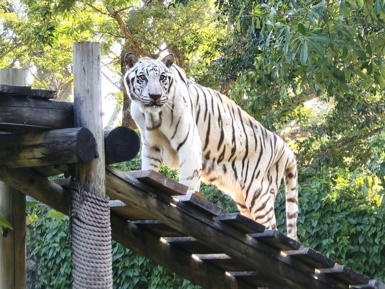 高雄壽山動物園的明星白老虎「昭海」，22日以相當於人類90歲的高齡19歲，走完生命最後一哩路。高雄壽山動物園提供