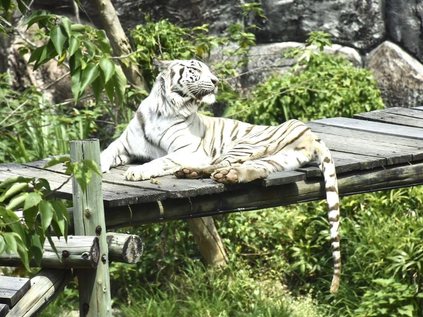高雄壽山動物園的明星白老虎「昭海」，22日以相當於人類90歲的高齡19歲，走完生命最後一哩路。高雄壽山動物園提供