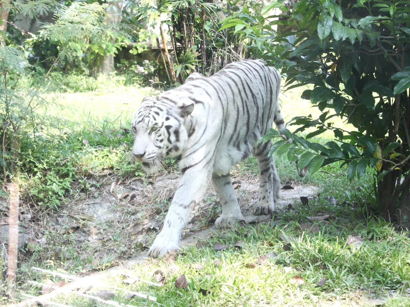 高雄壽山動物園的明星白老虎「昭海」，22日以相當於人類90歲的高齡19歲，走完生命最後一哩路。高雄壽山動物園提供