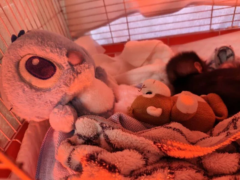 高雄壽山動物園近日收容一隻於美濃拾獲的野生幼猴,園方為提供安全感,給予玩偶與毛毯,堪稱「美濃版Panchi君」。壽山動物園提供
