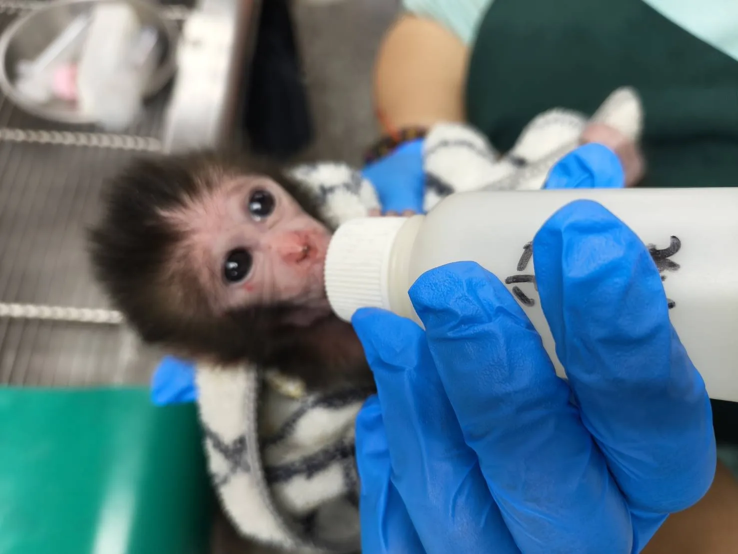美濃版Panchi送至壽山動物園後,園方以人工哺乳餵食餵食幼猴。圖片來源:壽山動物園粉絲團