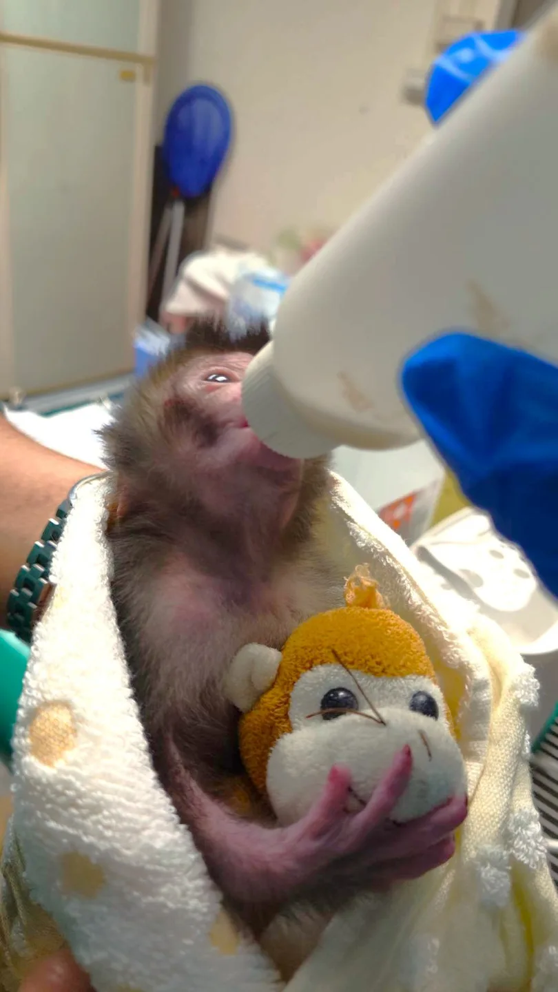 壽山動物園園方為了讓幼猴有所依靠,也給了幼猴布偶娃娃當做陪伴。圖片來源:壽山動物園粉絲團