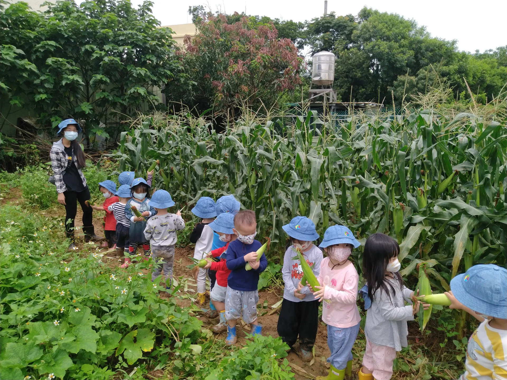 幼兒園小朋友摘包粟。鍾鳳珠提供