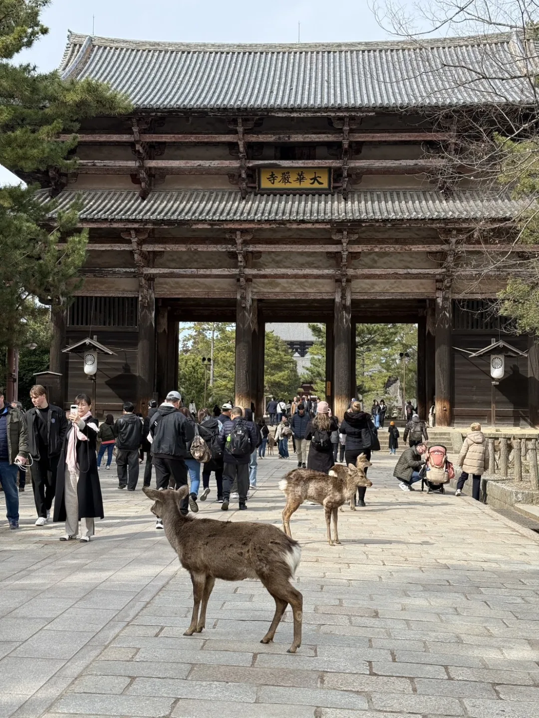日本奈良公園鹿群疑似糧食不足，遷徙到大阪。圖為日本奈良鹿群。客新聞攝