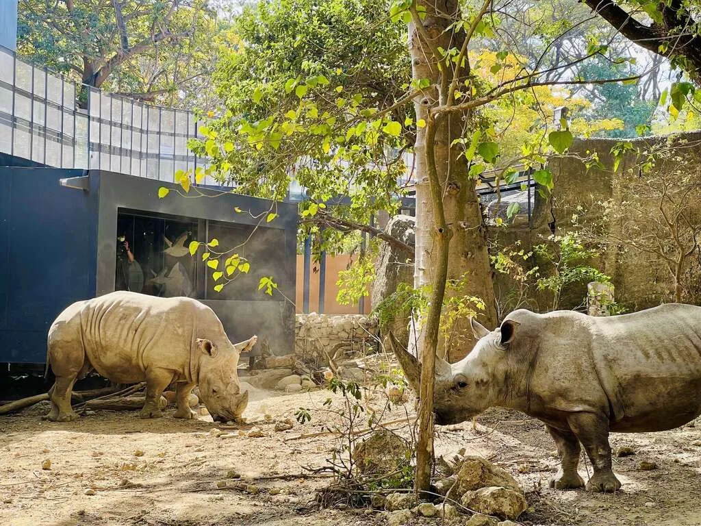 「重裝坦克」白犀牛。壽山動物園提供