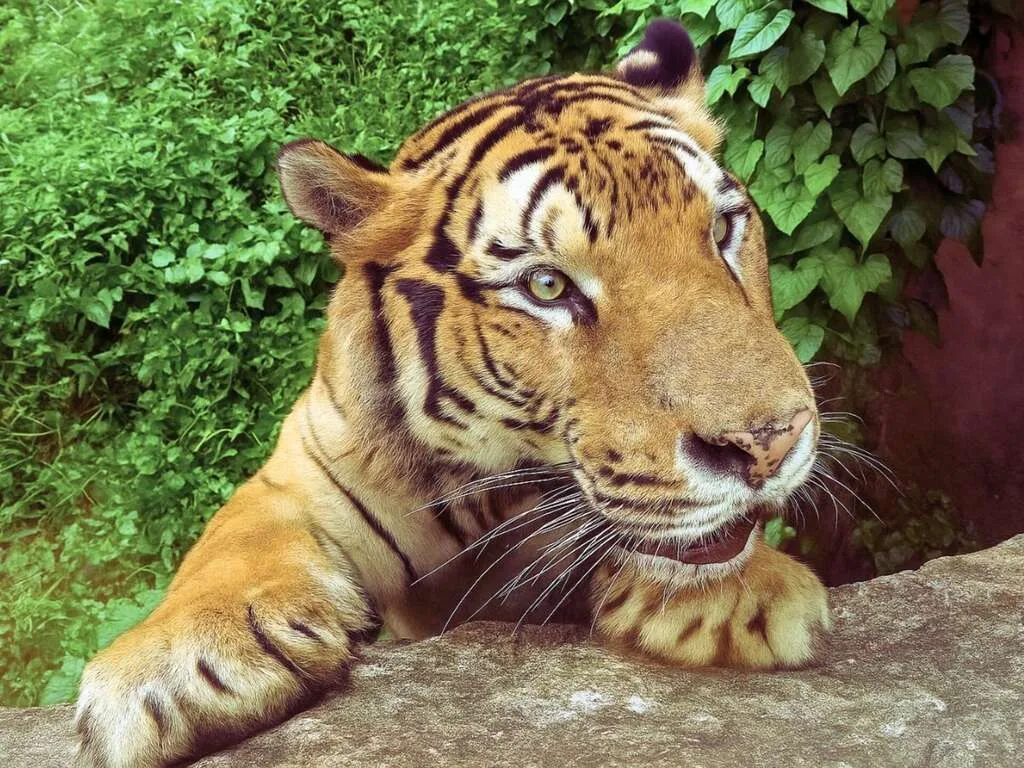 「虎山鎮守」孟加拉虎。壽山動物園提供