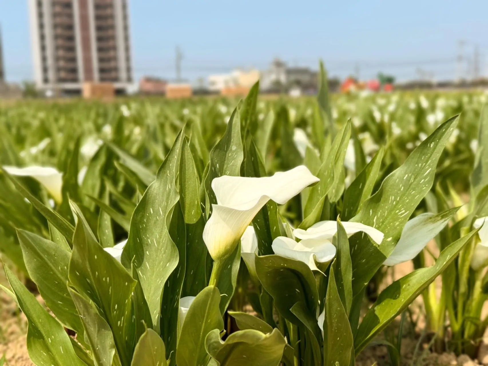 2026年桃園彩色海芋季活動在3月27日至4月12日登場,圖為2025年盛開花況。翻攝自桃園彩色海芋季臉書粉絲專頁