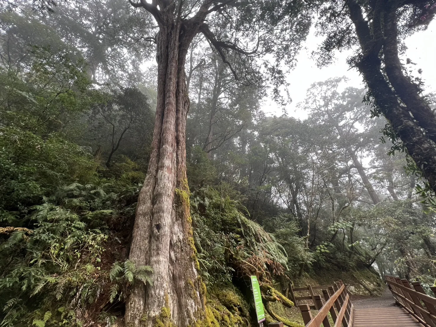 拉拉山國家森林遊樂園。林保署新竹分署提供