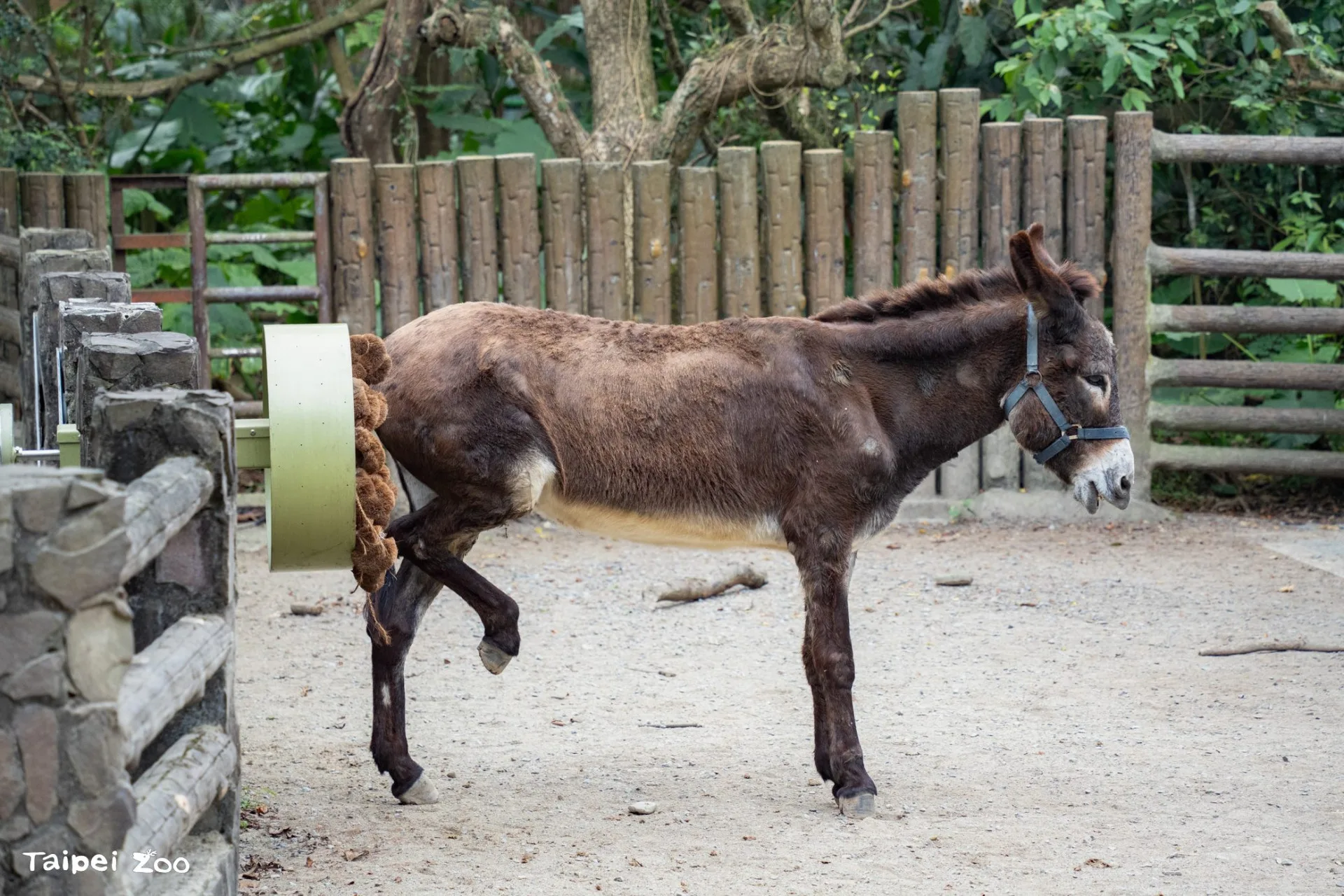 驢子若想刷背就會主動靠近設施。台北市立動物園提供